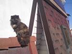 Кошка Мурка на крыше