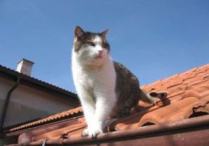 фотоконкурс кошек